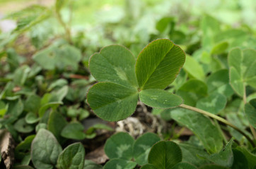 Fototapeta na wymiar Four-leaved clover on Swiss lawn