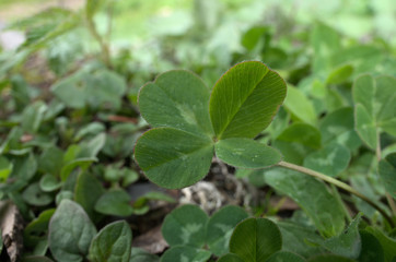 Fototapeta na wymiar Four-leaved clover on Swiss lawn