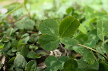 Four-leaved clover on Swiss lawn
