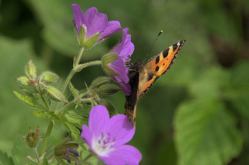 Aglais urticae; small tortoiseshell butterfly in Swiss woods