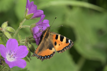 Aglais urticae; small tortoiseshell butterfly in Swiss woods