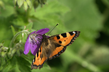 Aglais urticae; small tortoiseshell butterfly in Swiss woods