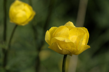 Trollius europaeus, alpine globeflower on Flumserberg, Swiss Alps