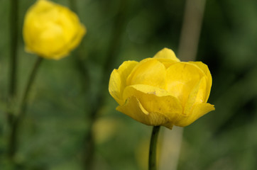 Trollius europaeus, alpine globeflower on Flumserberg, Swiss Alps
