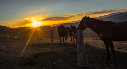 Fototapeta na wymiar Sunset on Kyrgyz horses