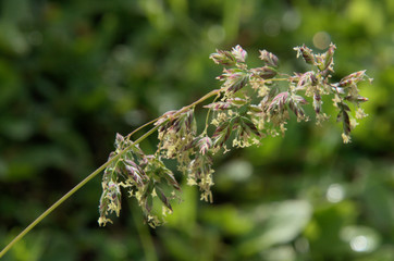 Flowering Grass on Flumserberg, Swiss Alps