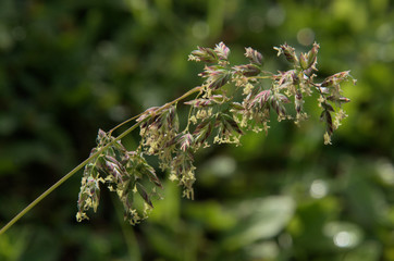 Flowering Grass on Flumserberg, Swiss Alps