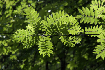 Mountain Ash (Rowan) Foliage on Flumserberg