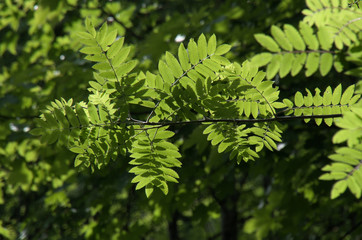 Mountain Ash (Rowan) Foliage on Flumserberg