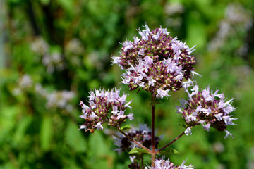 Marjoram, oregano herb