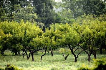 peach trees in the garden