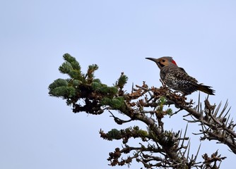 Northern Flicker on top of a pine tree, blue sky background