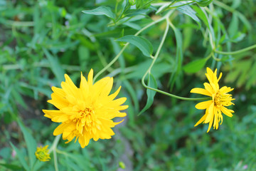 Obraz premium Yellow flower buds