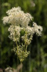 Filipendula ulmaria; Meadowsweet flowering on the Maltinawiese, Flums, Swiss Alps