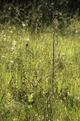 Thistle on pasture, Maltinawiese, Flums, Swiss Alps