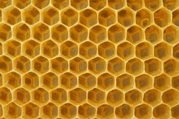 yellow bee cells with honey, healthy food. background