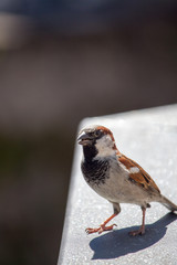 Spatz