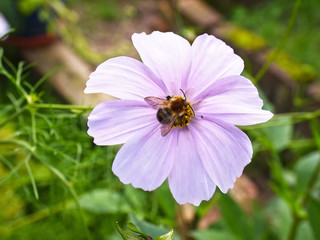 Honeybee on a pink cosmos blossom.