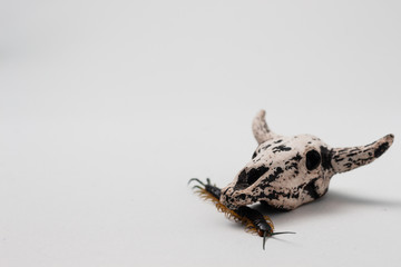 black terrestrial centipede insect with yellow feet under a cow skull