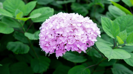 Obraz premium Pink hydrangea flowers tender romantic floral background.