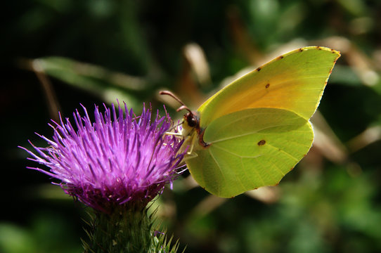 Coleas crocea; clouded yellow butterfly at flower
