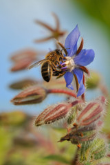 abeille butinant bourrache