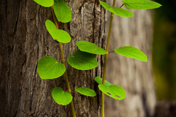 Flora deciduous forests