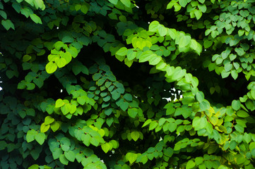 Flora deciduous forests