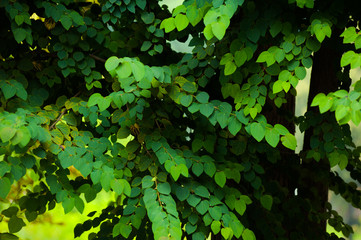 Flora deciduous forests