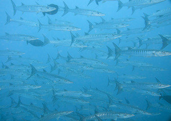School of great Barracuda (Sphyraena barracuda), also known as the giant barracuda upon corals of Raja Ampat
