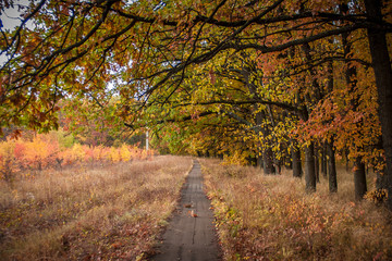 Naklejka premium concrete road through the autumn countryside