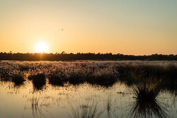 Moorlandschaft im Gegenlicht der untergehenden Sonne