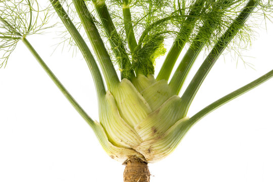 fresh fennel isolated on a white background