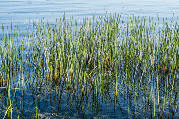 Natural grass within the water.