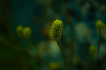 Ugly flower, but not least important