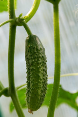 cucumber grows in the greenhouse