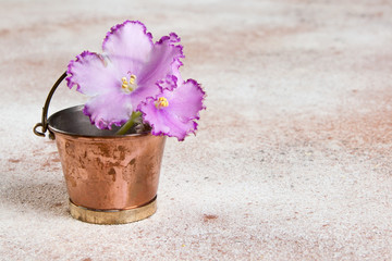 Lilac flower violet in vintage copper bucket