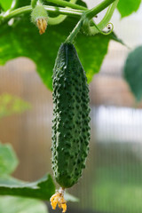 cucumber grows in the greenhouse