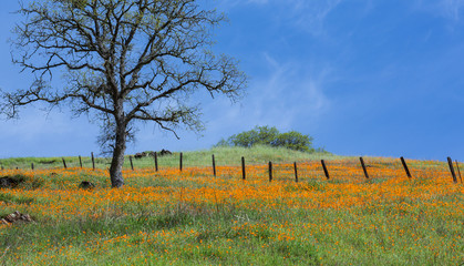 Fototapeta premium Wild poppy flower field near the North Fork Mokelumne River in California