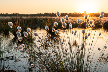 Naklejka premium Krajobraz wrzosowiska - puszysta kwitnąca bawełniana trawa w tle zachodzącego słońca