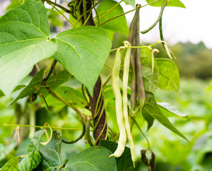 Unripe bean (Phaseolus vulgaris) pods