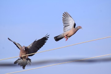 Pássaros Bird