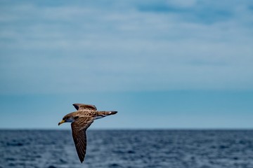 Cory's shearwater in flight