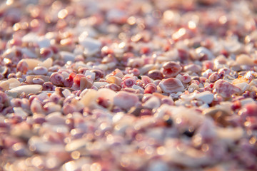 Texture conchiglie rosa