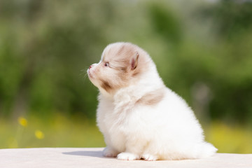 Pomeranian puppy outdoor