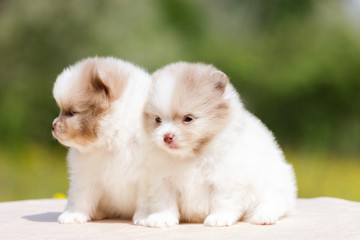 Pomeranian puppy outdoor