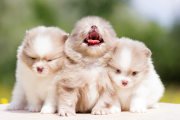 Pomeranian puppy outdoor