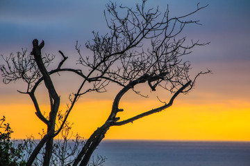 Sunset tree