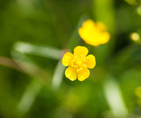 Yellow buttercup flowers