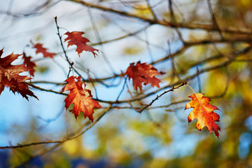 Closeup of bright autumn leaves